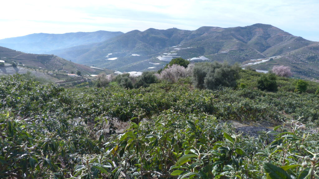 0675 – Terreno en Ítrabo